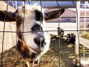 Jing Lv raises goats and other animals in her backyard, She said she doesn’t buy meat from grocery stores. (Photo by Jiahui jia/Cronkite News)