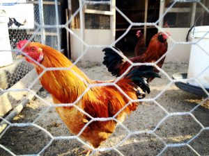 In Jing Lv’s backyard in Buckeye, there are many kinds of chickens, including this rooster. (Photo by Jiahui Jia/Cronkite News)