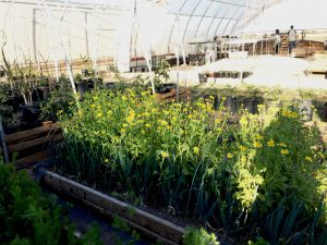 Jing Lv has a green garden full of different kinds of Chinese vegetables. (Jiahui Jia/Cronkite News)