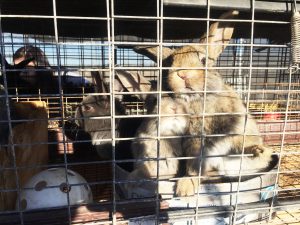 Jing Lv keeps rabbits in the menagerie of animals at her Buckeye home. (Photo by Jiahui Jia/Cronkite News)