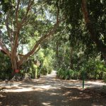 Donald Blair-Sanford approaches a clearing on Sunday, July 17, 2016 at Kibbutz Ein Shemer in Israel. The kibbutz stretches about one mile in length. (Photo by Logan Newman/Cronkite News)