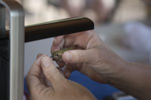 Experts band hummingbirds and record details like beak and wing length, pregnancy, and what kind of pollen clings to a hummingbird's feathers. (Photo by Kristiana Faddoul/Cronkite News)