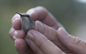 A volunteer at session to band hummingbirds holds a bird for the audience. (Photo by Kristiana Faddoul/Cronkite News)