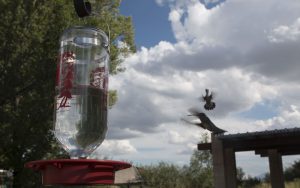 Hummingbirds feed on a nectar of white sugar, their reward after a “banding session.” (Photo by Kristiana Faddoul/Cronkite News)