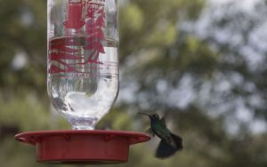 A male hummingbird gets ready to grab a sip of white sugar water. (Photo by Kristiana Faddoul/Cronkite News)