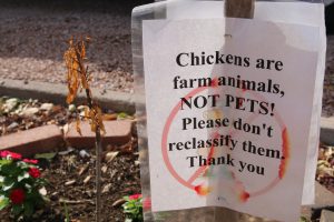 Some Glendale residents feel strongly about keeping chickens out of their residential neighborhoods. (Photo by Kristiana Faddoul/Cronkite News)