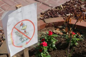 Signs banning chickens are in yards the Arrowhead Ranch development in Glendale. (Photo by Kristiana Faddoul/Cronkite News)