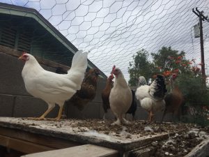 Chickens congegate on the top of their coop when feeling threatened or in danger. (Photo by Kristiana Faddoul/Cronkite News)