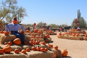 Leftover pumpkins at MacDonald’s Ranch are repurposed by donating them to a local animal conservation group and food banks and feeding them to their cattle. (Photo by Kristiana Faddoul/Cronkite News)