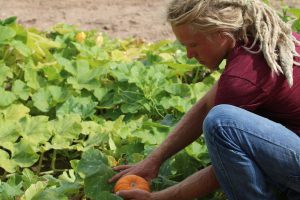J.D. Hill, co-founder of Recycled City, said compost-based soil is used to grow new produce like this growing pumpkin. (Photo by Kristiana Faddoul/Cronkite News)