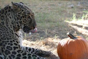 Leo , a leopard/jaguar hybrid , enjoys tossing or nibbling on a pumpkin at Southwest Wildlife Conservation Center. (Photo courtesy of the Southwest Wildlife Conservation Center.)