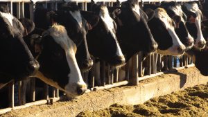 After the cows are milked at Jim Boyle Dairy in Mesa, the cows head to the feeding line. (Photo by Erica Apodaca/Cronkite News)