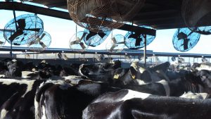 Before they’re milked, the cows at Jim Boyle Dairy in Mesa are herded into a bathing area where they are cleaned and prepped. (Photo by Erica Apodaca/Cronkite News)