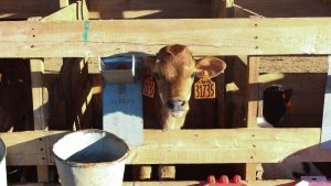 Dairies produce Arizona’s No. 1 commodity with nearly 200,000 cows producing more than $750 million worth of milk, according to the Arizona Department of Agriculture’s fiscal 2016 report. (Photo by Erica Apodaca/Cronkite News)