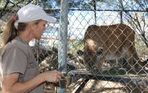 Kim Carr feeds Giselle, a mountain lion at the Southwest Wildlife Conservation Center. (Photo by Kristiana Faddoul/Cronkite News)