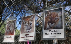 Mountain lions at the Southwest Wildlife Conservation Center show different personalities, partly depending on whether they were born in captivity or in the wild. (Photo by Kristiana Faddoul/Cronkite News)