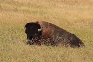 A buffalo resting in Custer State Park, SD, Sept. 2020. (Photo by Brianna Chappie)