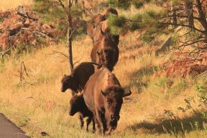 Buffalo in Custer State Park, SD, Sept. 2020. (Photo by Brianna Chappie)